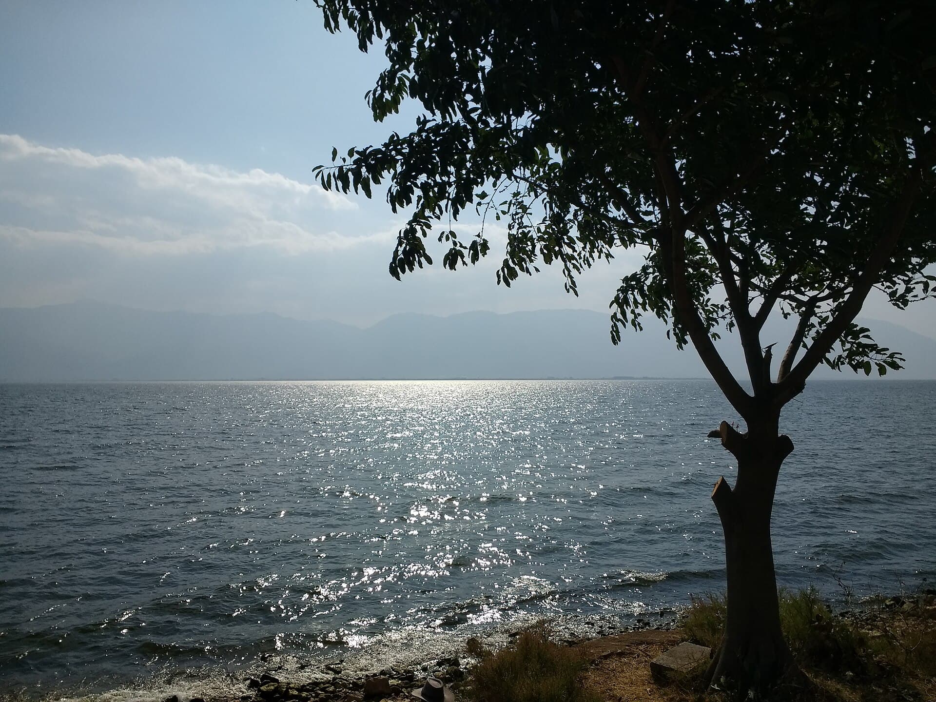 A lone tree on the shore of Erhai lake, Dali