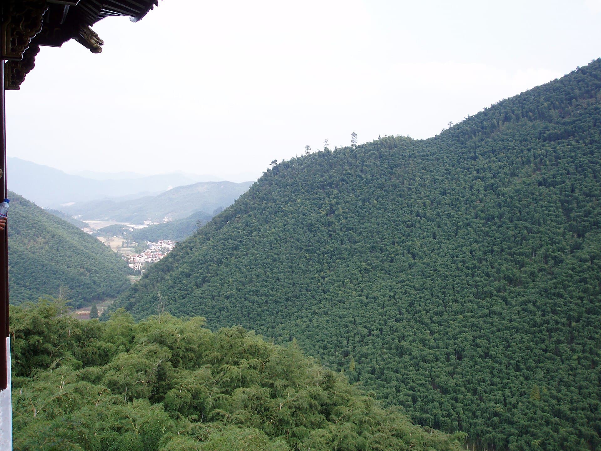 Bamboo forest in Zhejiang, the landscape around DNA's converted factory in Anji